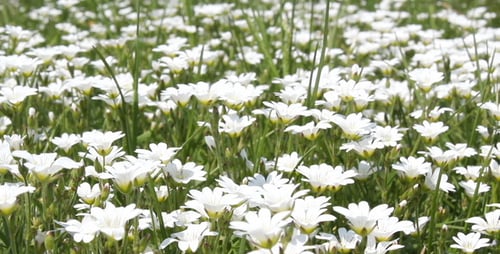 Field of White Flowers in a Natural Meadow