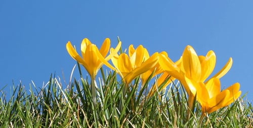 Bright Yellow Flowers Blooming in Spring Against Blue Sky