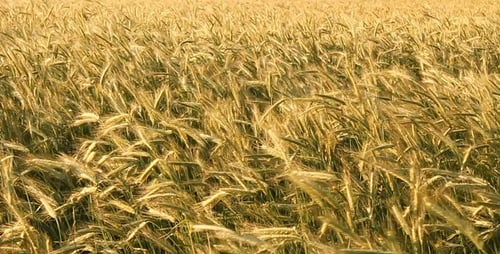 Golden Wheat Field