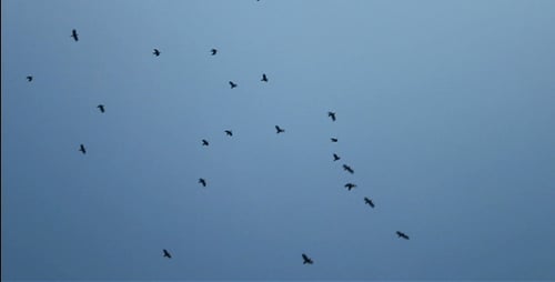 Black Crows