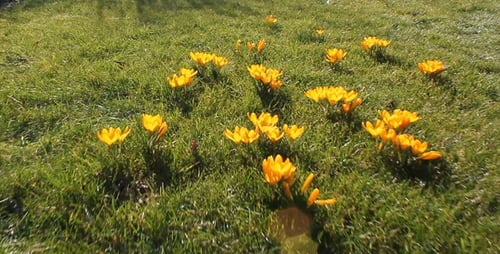 Crocus in Spring