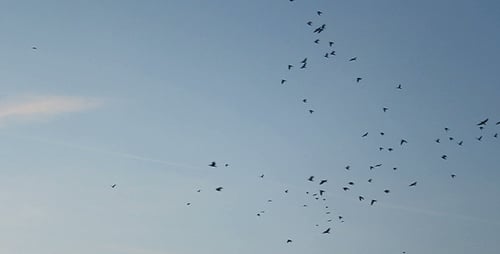 Flock of Birds Flying in Open Blue Sky