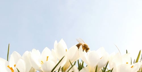 Biene auf Krokus