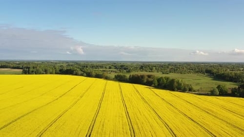 Aerial view of the rapeseed fields in the summertime