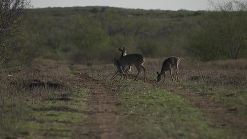 whitetail deer in texas