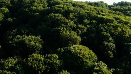Flying Over Green Treetops on a Mountain Slope To Crest the Ridge at the Top Onto a Plateau