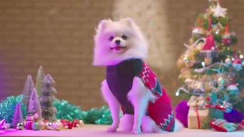Adorable Dog Poses in Christmas Holiday Scene