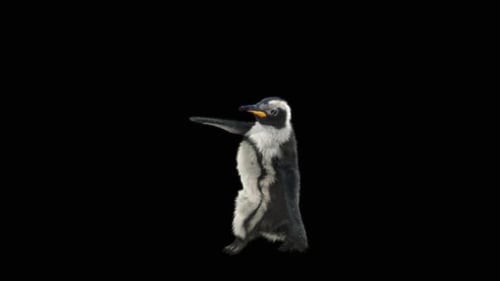 Penguin Dancing HD