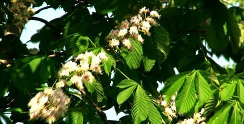 Kastanienblüten