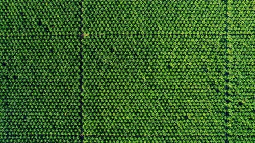 Drone is flying over young oil palm trees in plantation