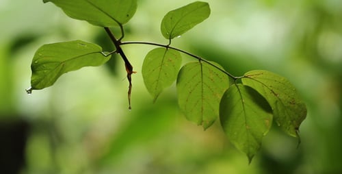 Fresh Green Leaves with Water Droplets Close-up