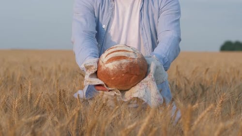 Person Holds Fresh Bread in Golden Wheat Field