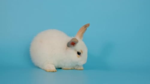 Adorable White Rabbit Grooming on a Blue Background