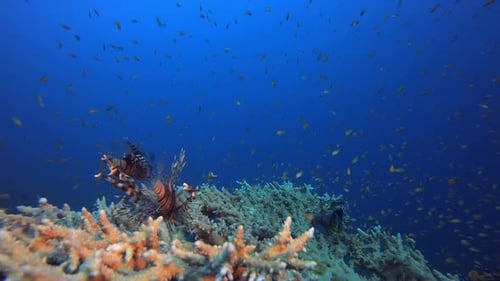 Lionfish Underwater Coral Reef