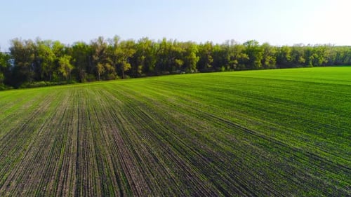 Flight Over a Field with Green Grass