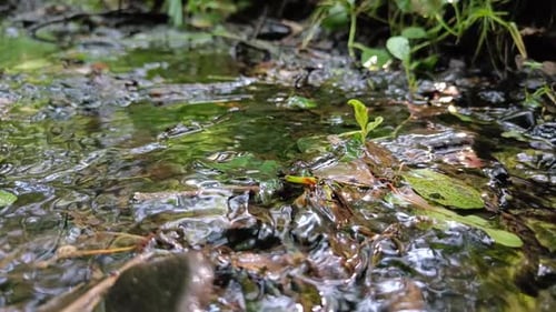 Green leaves submerged in a water creek with flowing water