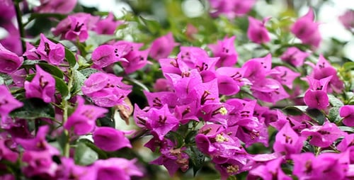 Bougainvillea In The Rain