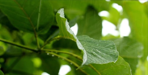 Rain Falling on Tropical Green Leaves