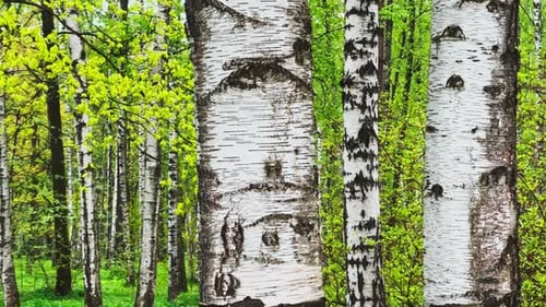 Birch Grove in Cloudy Weather White Tree Trunks in the Foreground Fresh Foliage Green Grass