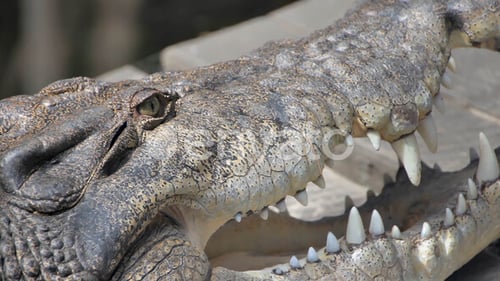 Crocodile