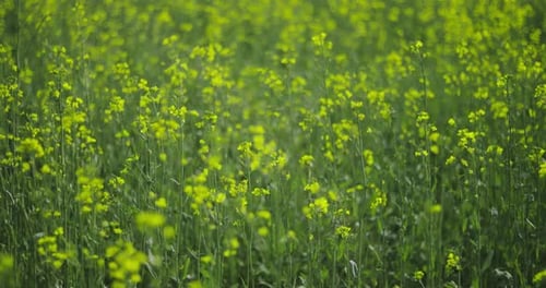 Close Up Of Flowering Blooming Rapeseed Oilseed In Spring Field Meadow