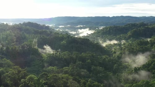 Aerial View of Misty Green Tropical Jungle