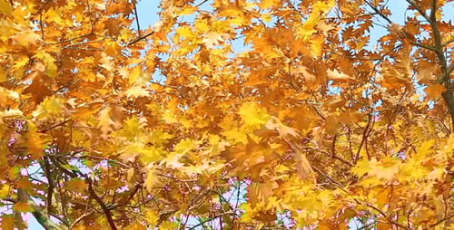 Golden Oak Leaves Rustling in Autumn Breeze