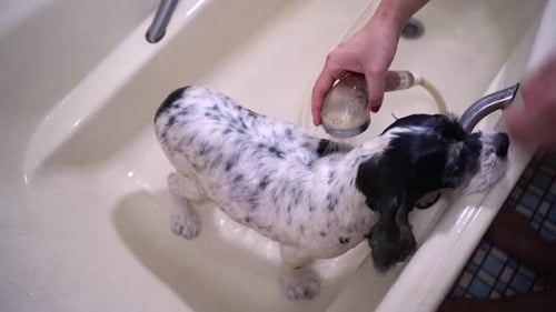 Dog Gets Bathed Indoors in Bathtub