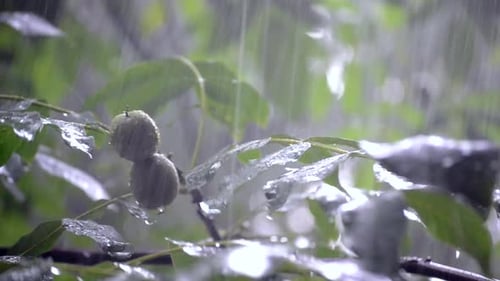 Lluvia fuerte Lluvia Aguacero Lluvia torrencial La lluvia llega durante el día.
