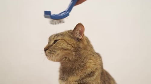 Cat Getting Brushed by Owner with Blue Comb