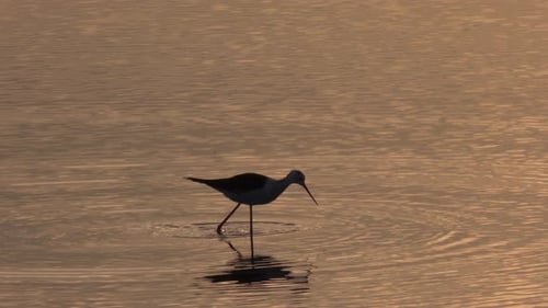 Lonely Bird Is Walking on the Shallow Water an Catching Fish in the Evening on the Sea Beach