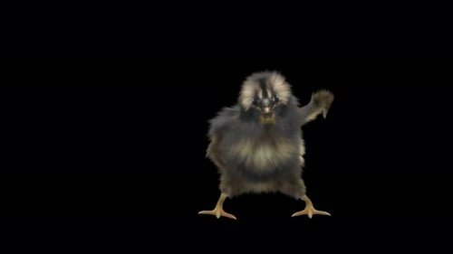Fluffy Baby Chick Dancing Animation