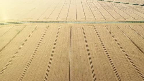 Aerial Video Flying Over Yellow Grain Wheat Field