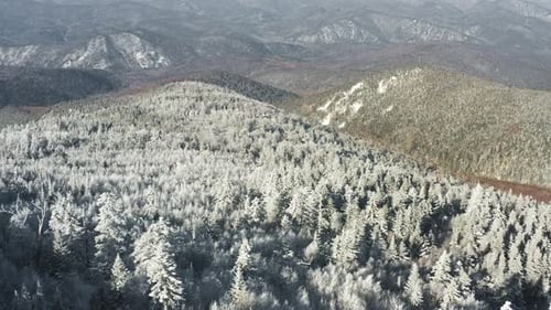 Winter Forest Nature Snow and Frost Covered Conifers Alpine Landscape