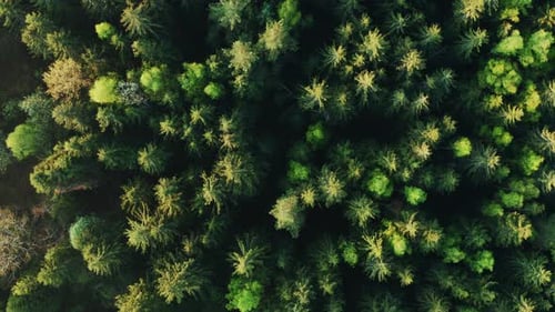Aerial Cinematic View Flight Over Green Forest on Summer Sunny Day
