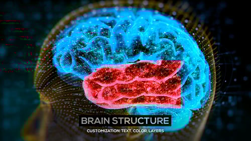 Brain Structure (4-pack)