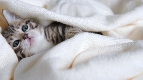 Cute Kitten Relaxing Under a Cozy Blanket