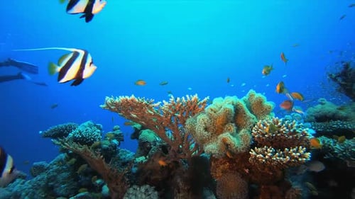 Vibrant Coral Reef Thriving with Colorful Fish