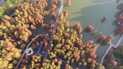 Autumn forest
