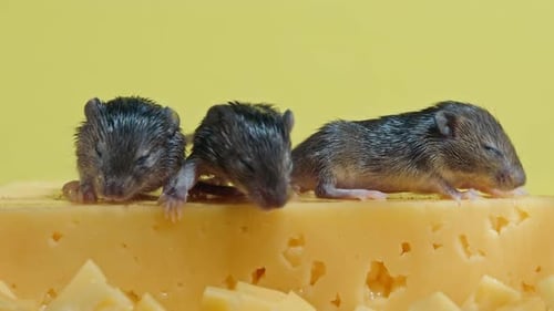 Three Small Mice Resting on Piece of Cheese