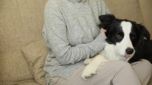 Unerkennbare Frau spielt mit süßem Hundewelpen Border Collie auf der Couch zu Hause drinnen