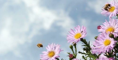 Bees Pollinating Purple Flowers Against Blue Sky
