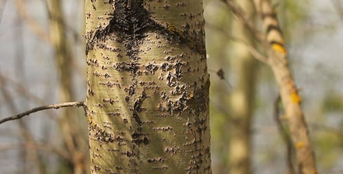 Tree Trunk Bark Close-Up in Forest Daylight