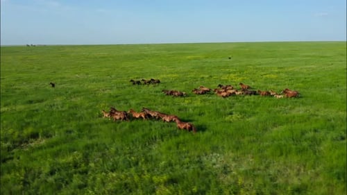 Des chevaux sauvages qui courent des Mustangs sauvages courent sur la magnifique poussière d'herbe verte sous les sabots