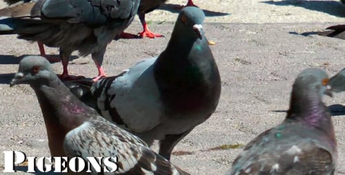 Pigeons