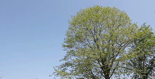 Grüner Baum