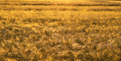 Goldenes Korn