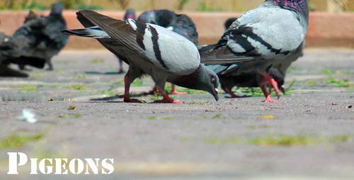 Pigeons 2
