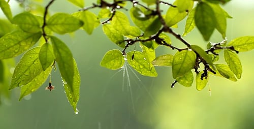 Raindrops Glistening on Green Leaves in Close Up
