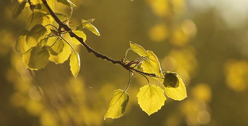 Leaves at Dusk